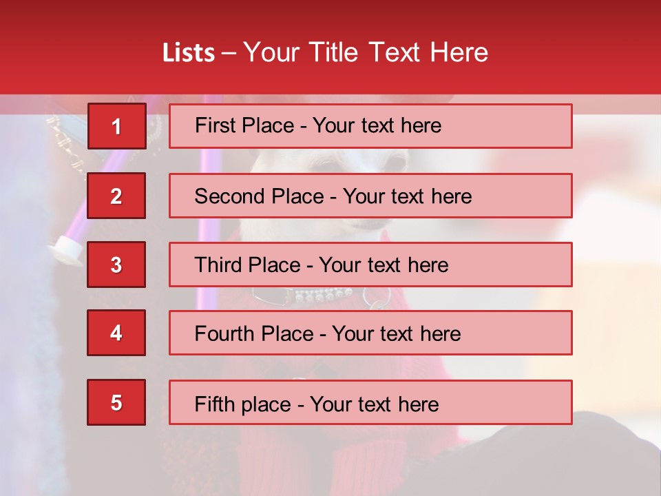 Chihuahua Wearing A Sweater Sitting On A Knitting Womans Lap PowerPoint Template