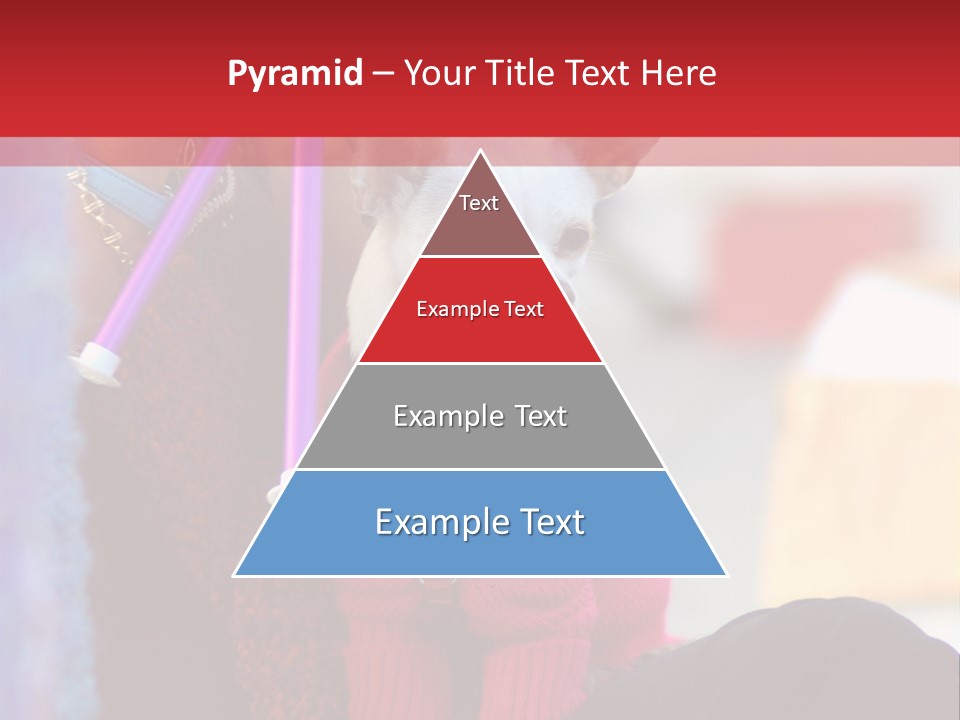 Chihuahua Wearing A Sweater Sitting On A Knitting Womans Lap PowerPoint Template