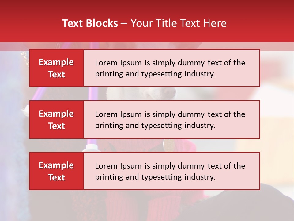 Chihuahua Wearing A Sweater Sitting On A Knitting Womans Lap PowerPoint Template