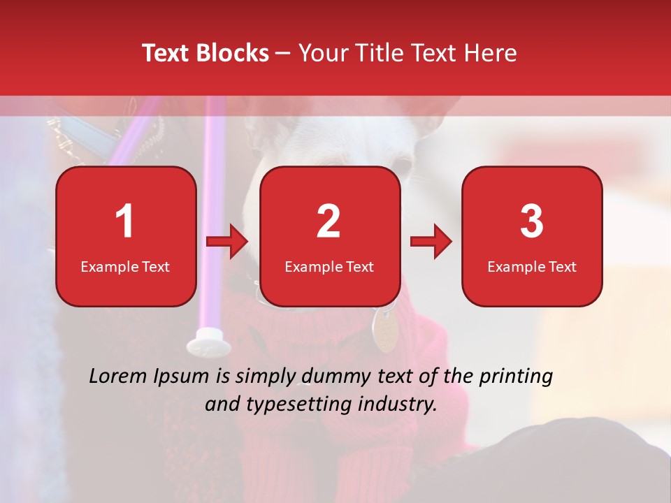 Chihuahua Wearing A Sweater Sitting On A Knitting Womans Lap PowerPoint Template