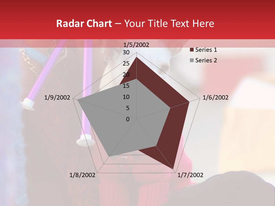 Chihuahua Wearing A Sweater Sitting On A Knitting Womans Lap PowerPoint Template