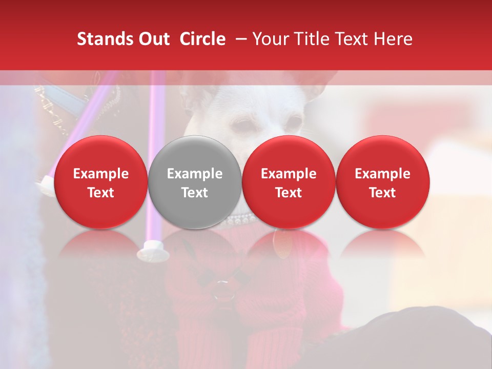 Chihuahua Wearing A Sweater Sitting On A Knitting Womans Lap PowerPoint Template