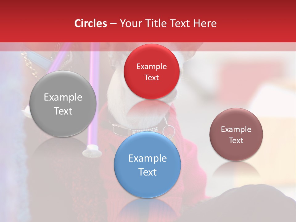 Chihuahua Wearing A Sweater Sitting On A Knitting Womans Lap PowerPoint Template