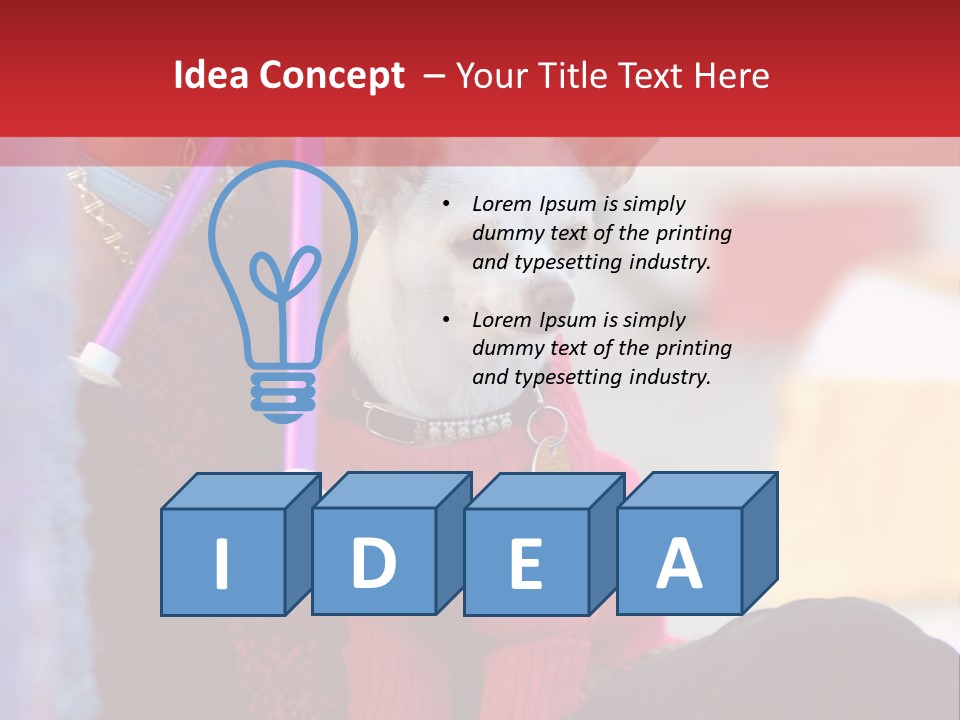 Chihuahua Wearing A Sweater Sitting On A Knitting Womans Lap PowerPoint Template