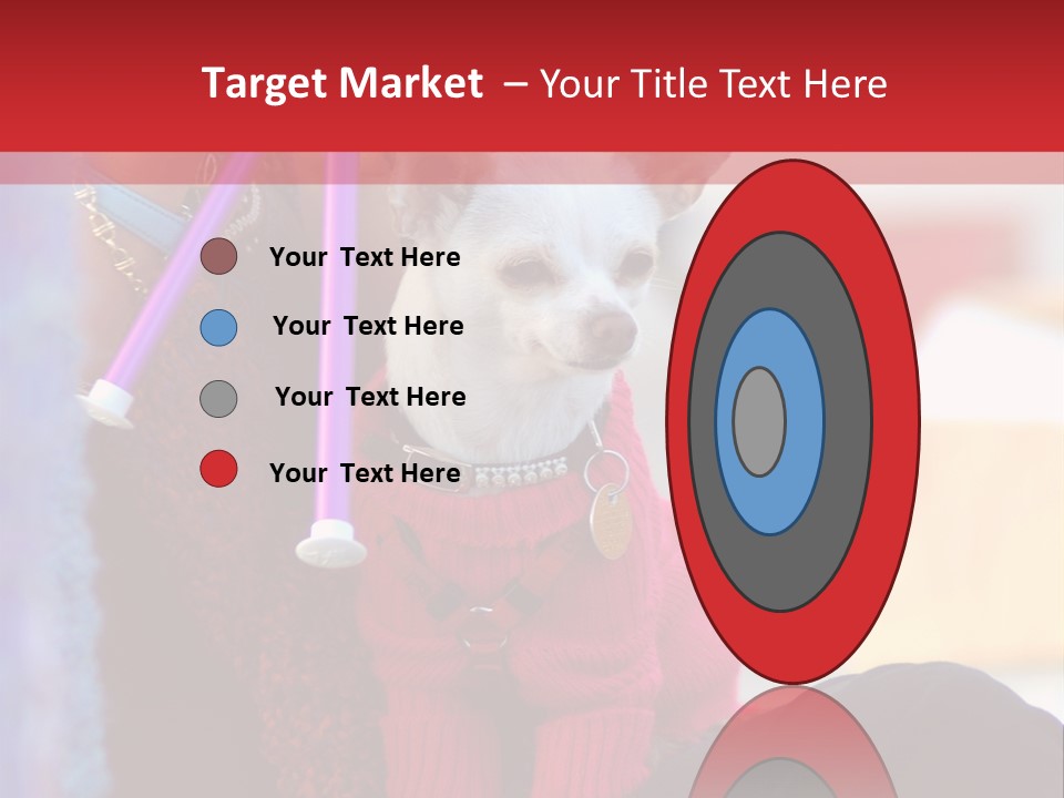 Chihuahua Wearing A Sweater Sitting On A Knitting Womans Lap PowerPoint Template