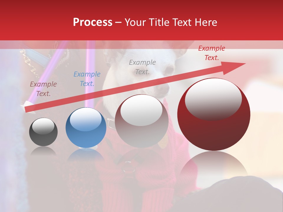 Chihuahua Wearing A Sweater Sitting On A Knitting Womans Lap PowerPoint Template