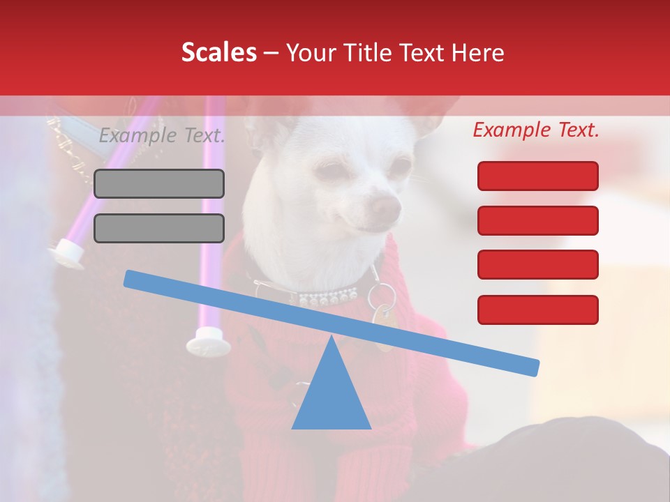Chihuahua Wearing A Sweater Sitting On A Knitting Womans Lap PowerPoint Template