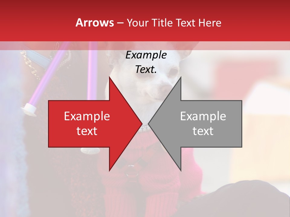 Chihuahua Wearing A Sweater Sitting On A Knitting Womans Lap PowerPoint Template