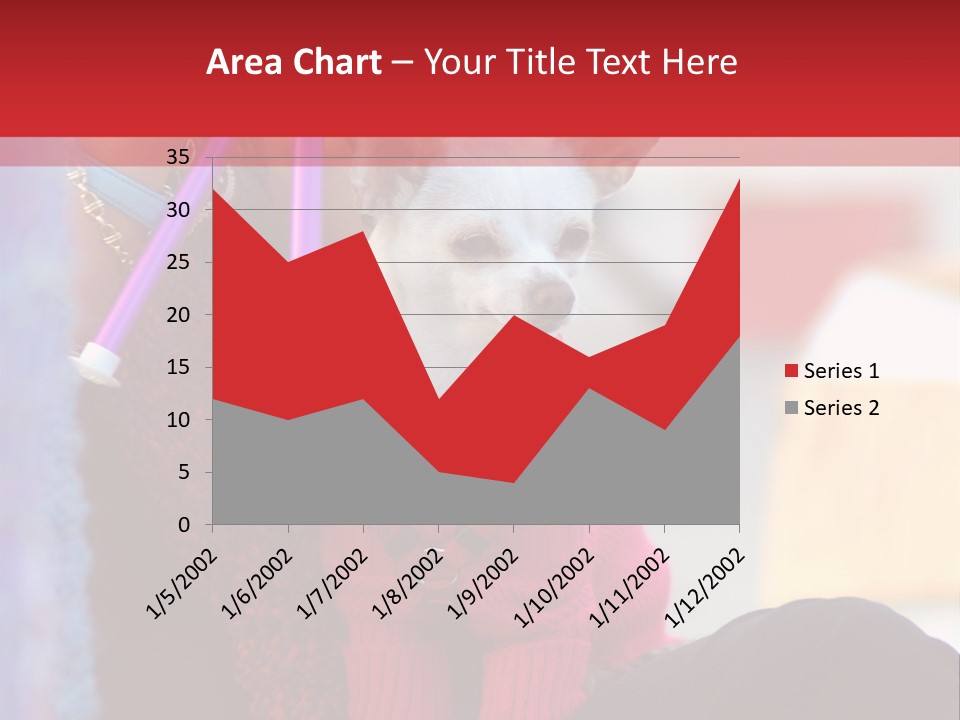 Chihuahua Wearing A Sweater Sitting On A Knitting Womans Lap PowerPoint Template