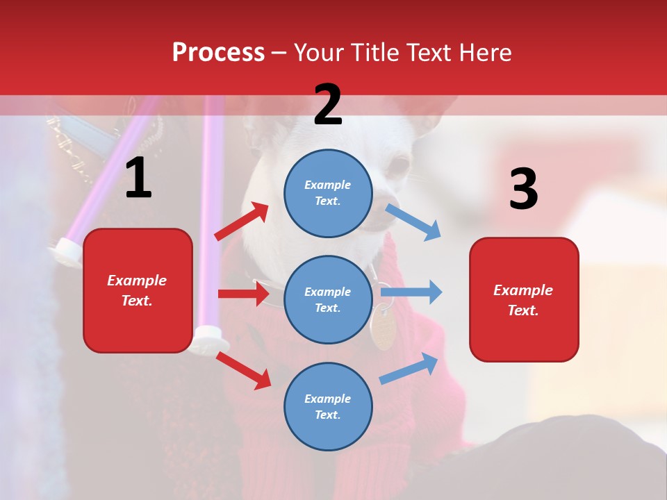 Chihuahua Wearing A Sweater Sitting On A Knitting Womans Lap PowerPoint Template