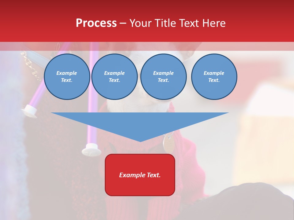 Chihuahua Wearing A Sweater Sitting On A Knitting Womans Lap PowerPoint Template