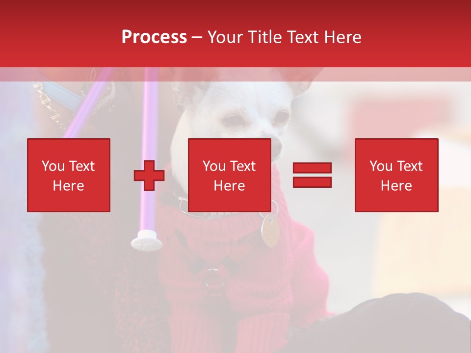 Chihuahua Wearing A Sweater Sitting On A Knitting Womans Lap PowerPoint Template