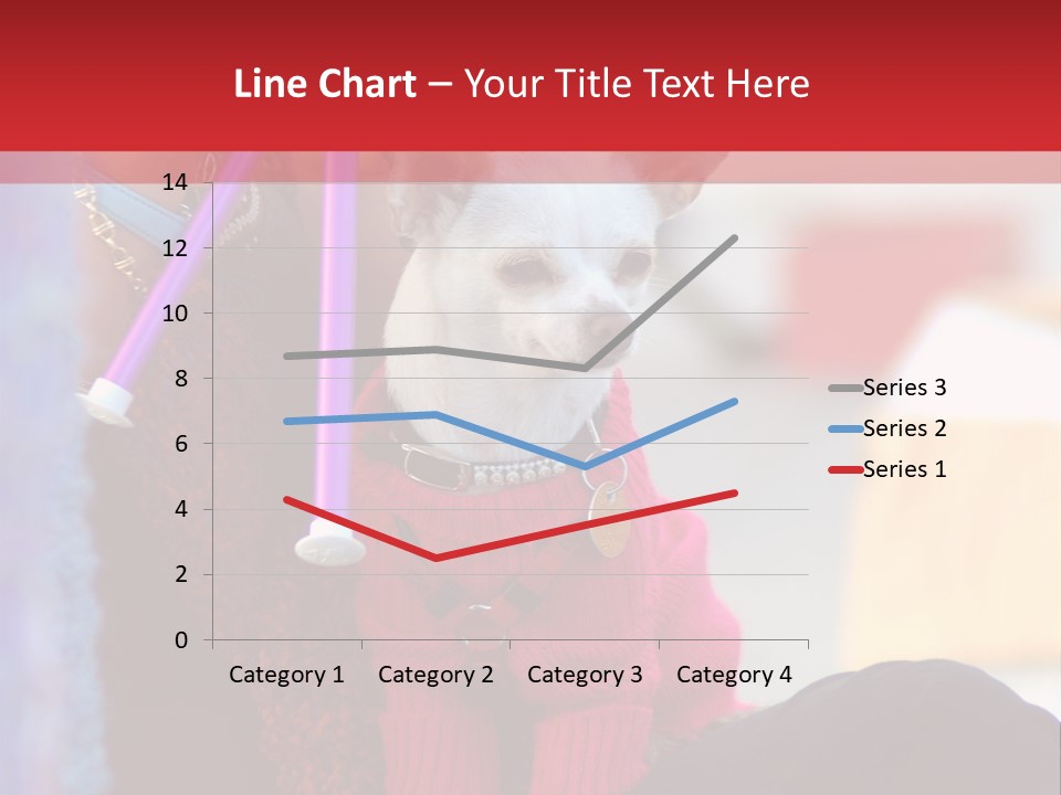 Chihuahua Wearing A Sweater Sitting On A Knitting Womans Lap PowerPoint Template