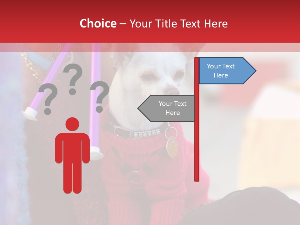 Chihuahua Wearing A Sweater Sitting On A Knitting Womans Lap PowerPoint Template