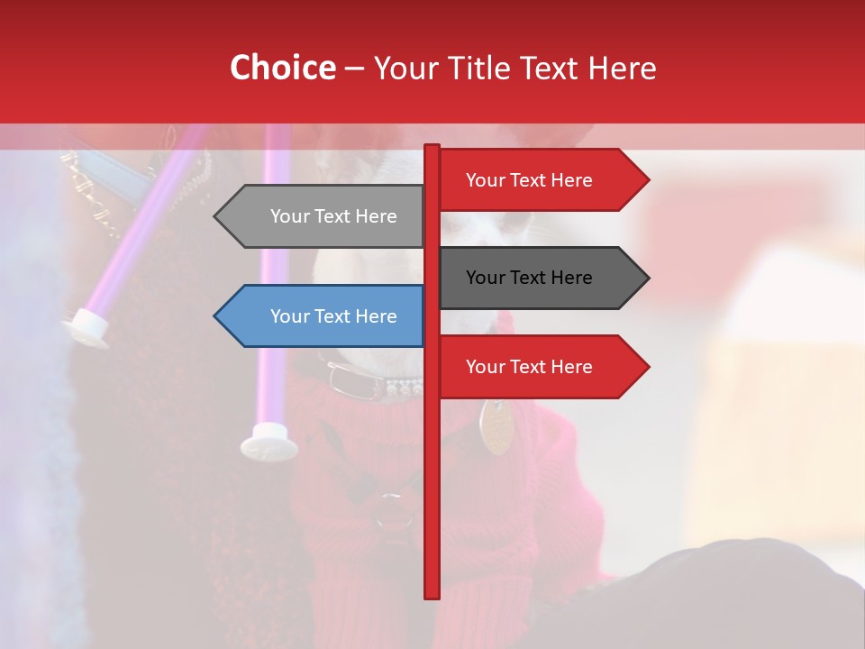 Chihuahua Wearing A Sweater Sitting On A Knitting Womans Lap PowerPoint Template