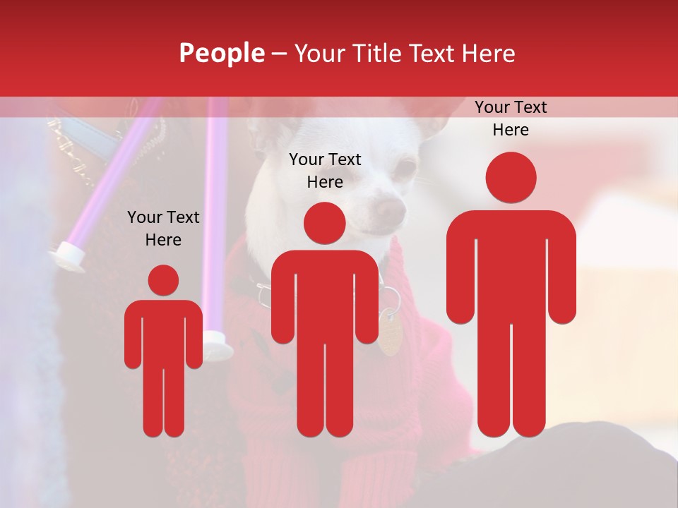 Chihuahua Wearing A Sweater Sitting On A Knitting Womans Lap PowerPoint Template