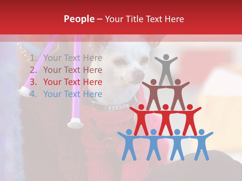 Chihuahua Wearing A Sweater Sitting On A Knitting Womans Lap PowerPoint Template