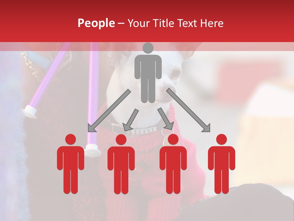 Chihuahua Wearing A Sweater Sitting On A Knitting Womans Lap PowerPoint Template