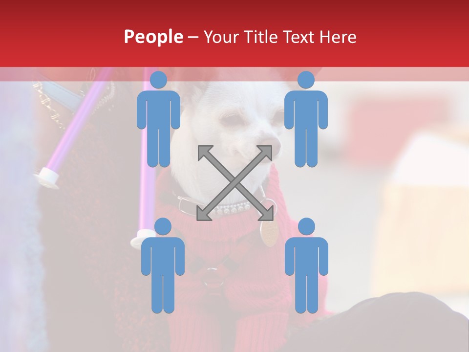 Chihuahua Wearing A Sweater Sitting On A Knitting Womans Lap PowerPoint Template