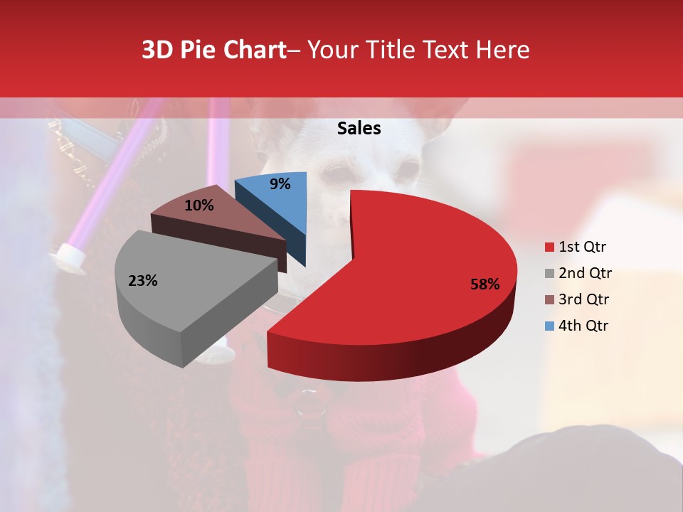 Chihuahua Wearing A Sweater Sitting On A Knitting Womans Lap PowerPoint Template