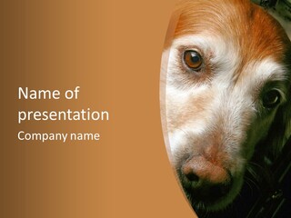 Smiling Dog, Gold Retriever Head Shot PowerPoint Template