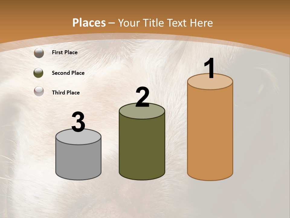 Smiling Dog, Gold Retriever Head Shot PowerPoint Template