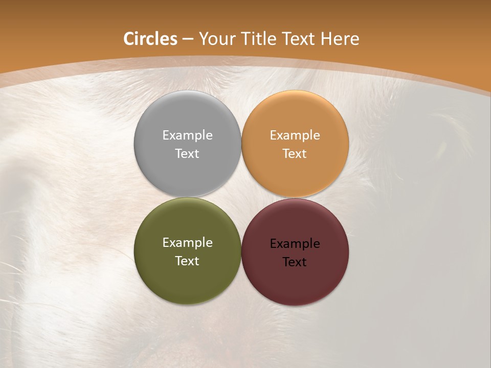 Smiling Dog, Gold Retriever Head Shot PowerPoint Template