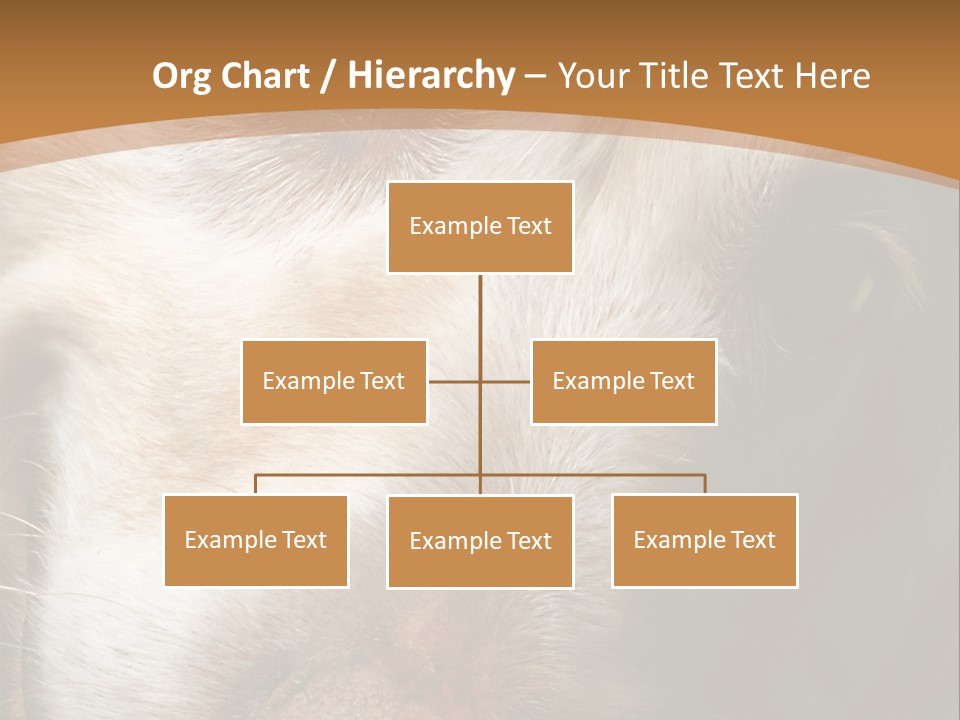 Smiling Dog, Gold Retriever Head Shot PowerPoint Template