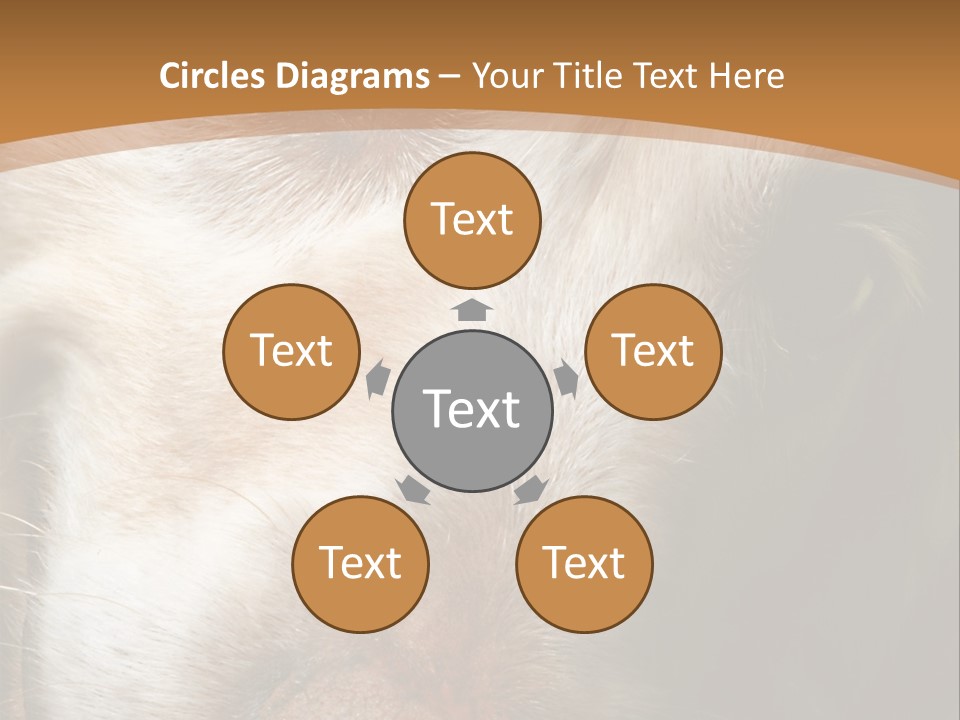 Smiling Dog, Gold Retriever Head Shot PowerPoint Template