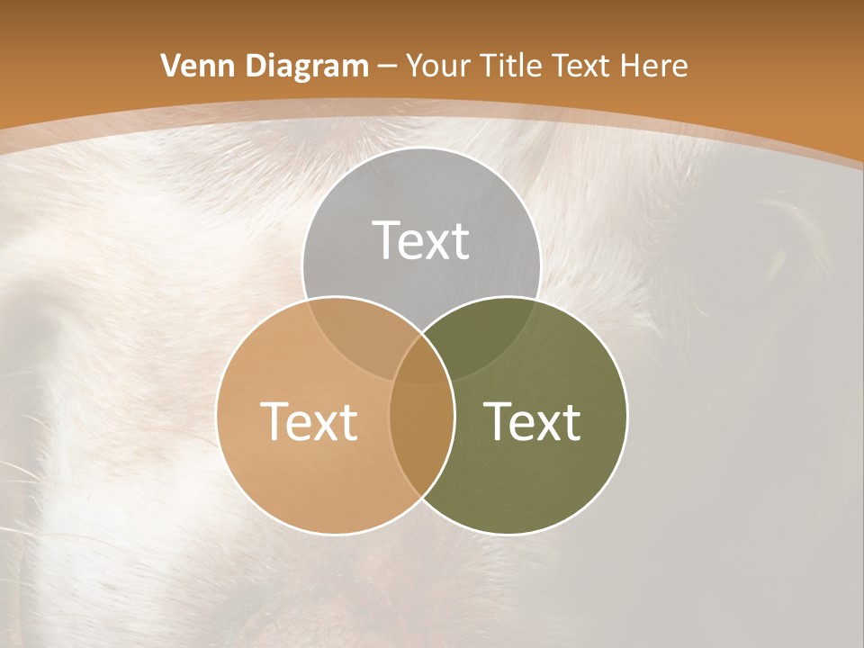 Smiling Dog, Gold Retriever Head Shot PowerPoint Template