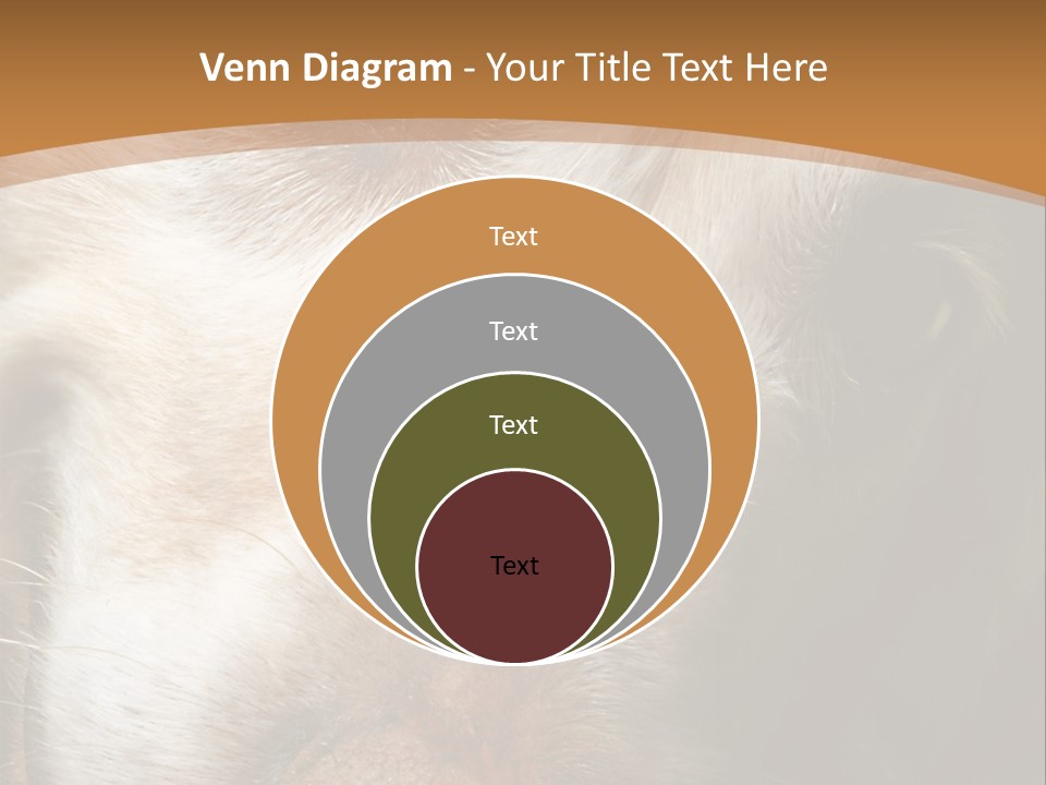 Smiling Dog, Gold Retriever Head Shot PowerPoint Template