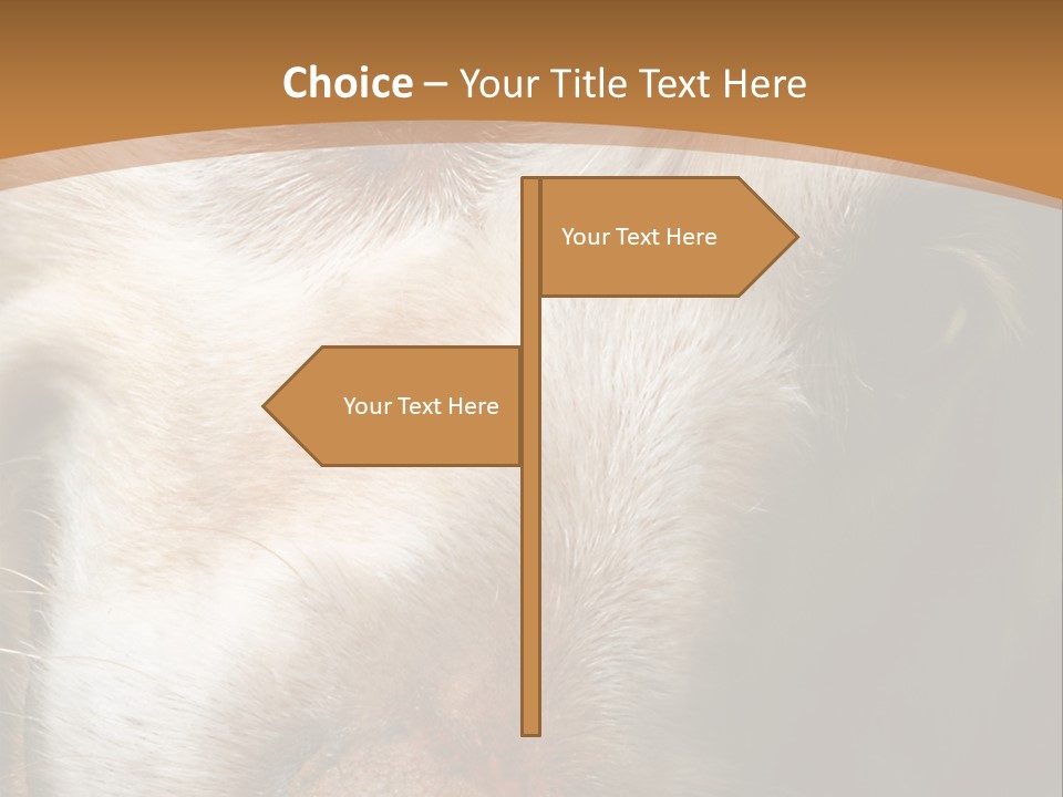 Smiling Dog, Gold Retriever Head Shot PowerPoint Template