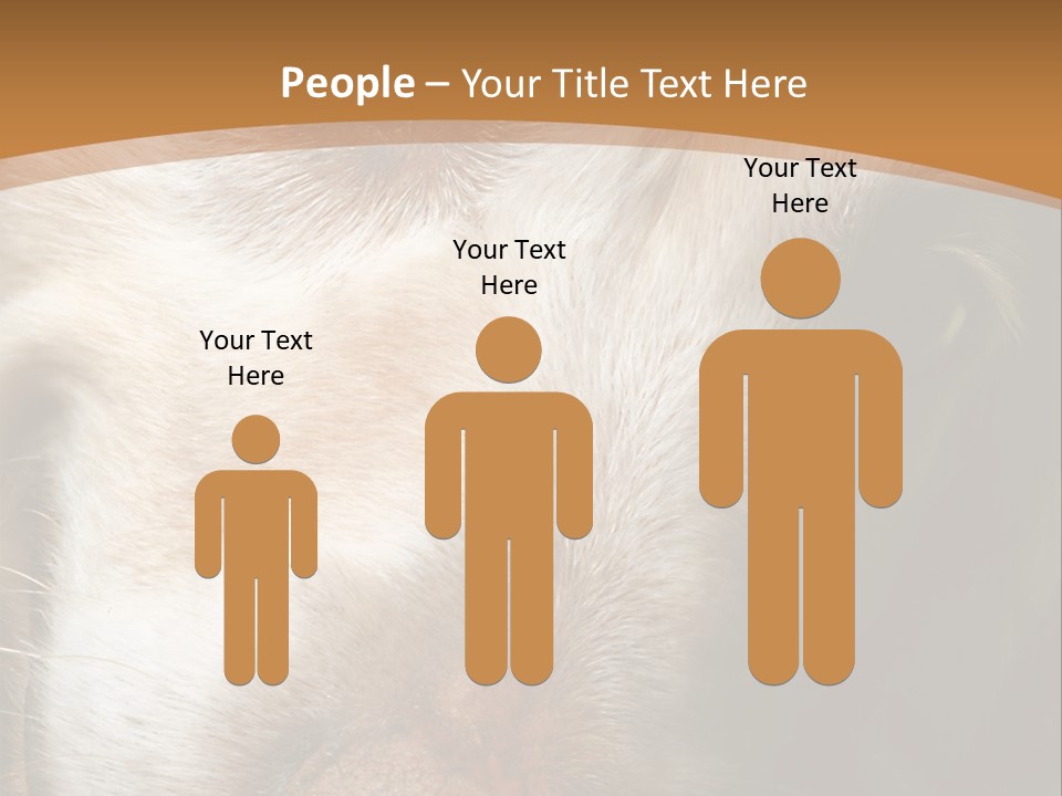 Smiling Dog, Gold Retriever Head Shot PowerPoint Template