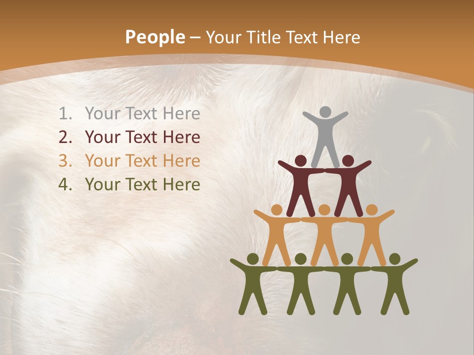 Smiling Dog, Gold Retriever Head Shot PowerPoint Template