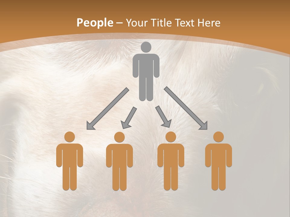Smiling Dog, Gold Retriever Head Shot PowerPoint Template