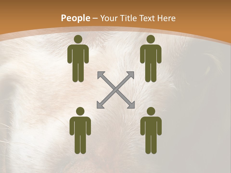 Smiling Dog, Gold Retriever Head Shot PowerPoint Template