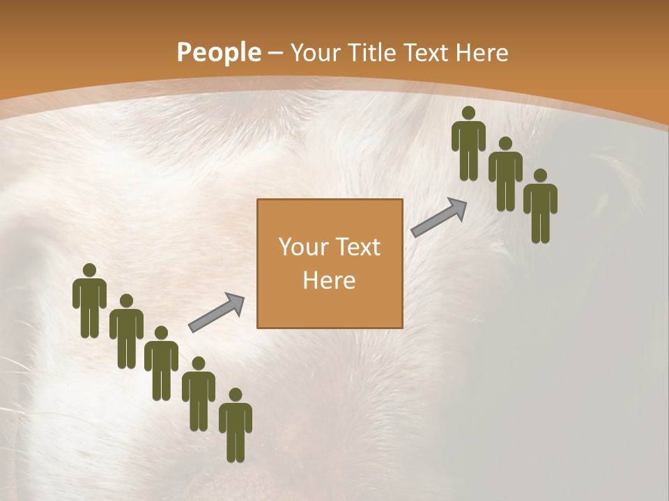 Smiling Dog, Gold Retriever Head Shot PowerPoint Template