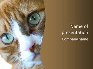 Meow PowerPoint Template