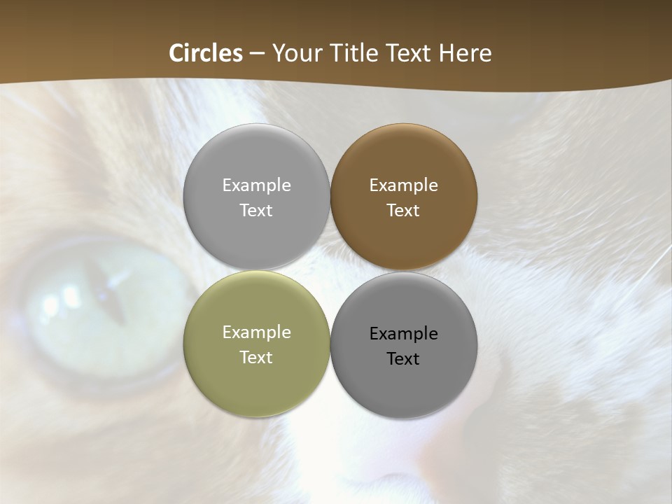 Meow PowerPoint Template