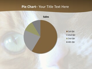 Meow PowerPoint Template