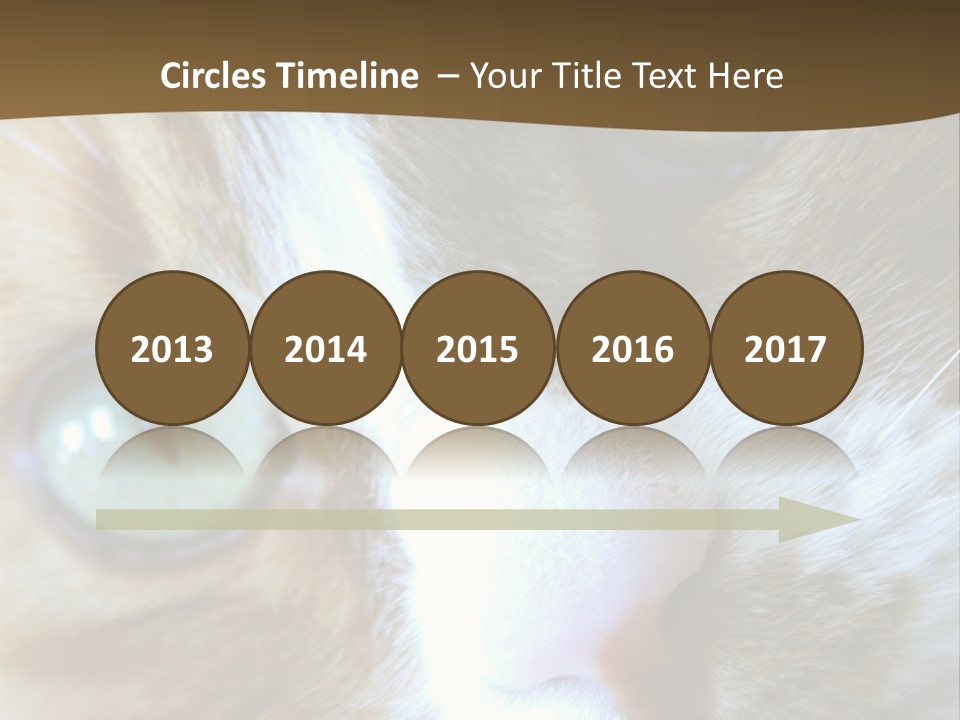 Meow PowerPoint Template