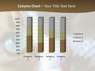 Meow PowerPoint Template