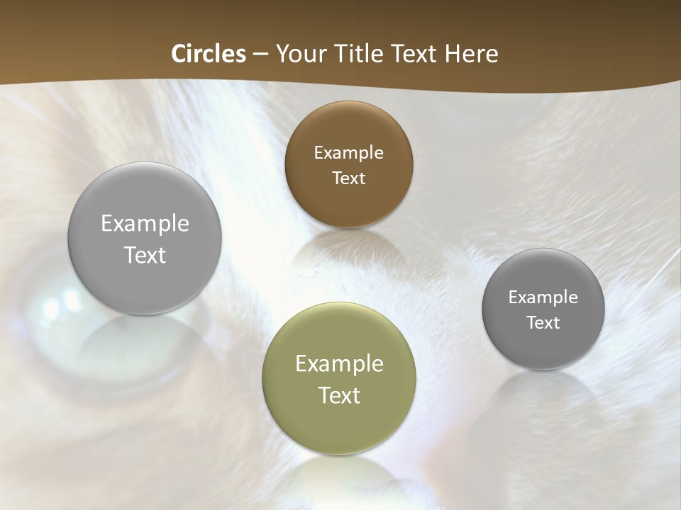 Meow PowerPoint Template