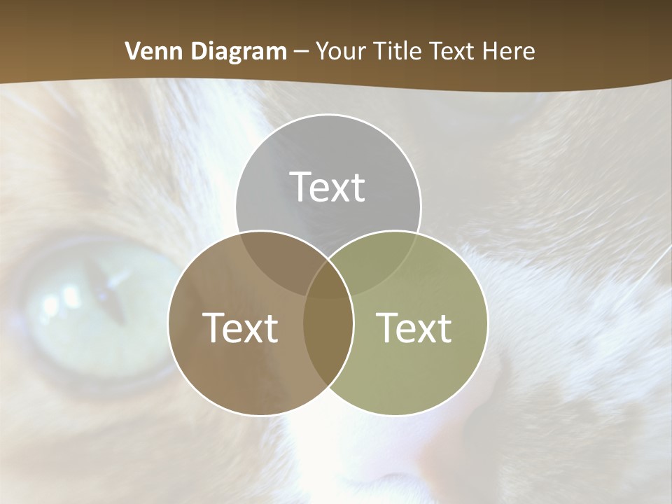 Meow PowerPoint Template