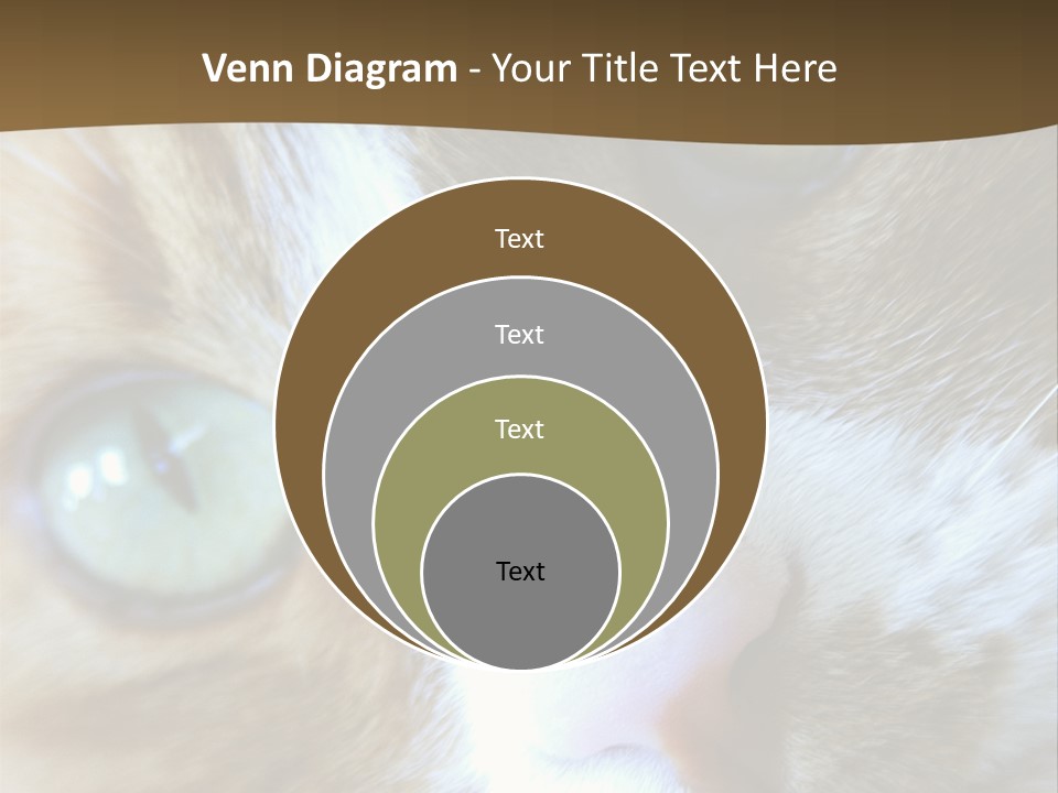 Meow PowerPoint Template