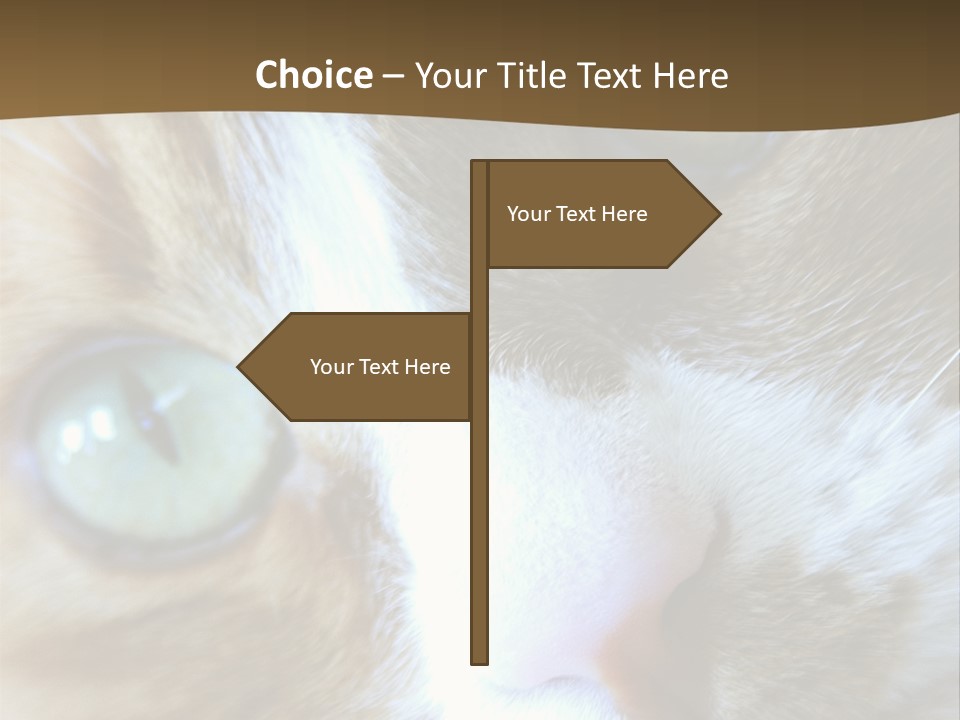 Meow PowerPoint Template