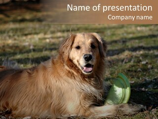 Golden With Frisbee PowerPoint Template