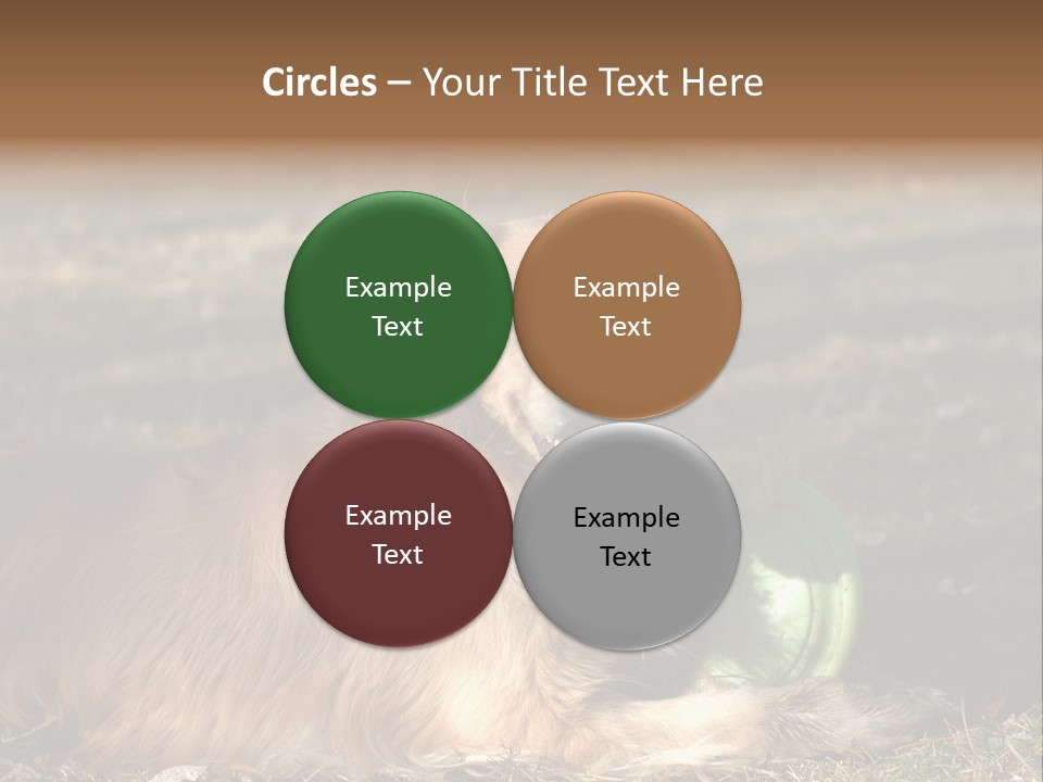 Golden With Frisbee PowerPoint Template