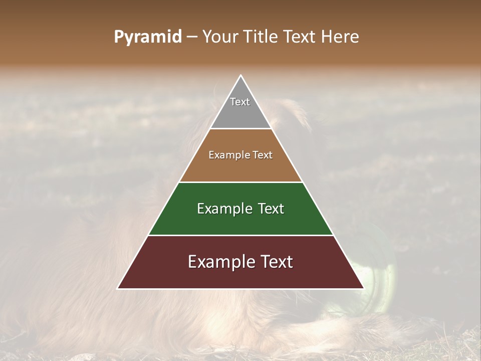 Golden With Frisbee PowerPoint Template