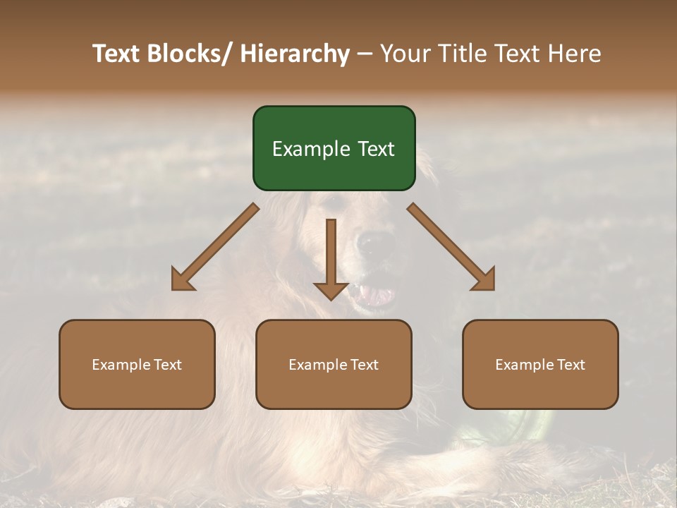 Golden With Frisbee PowerPoint Template